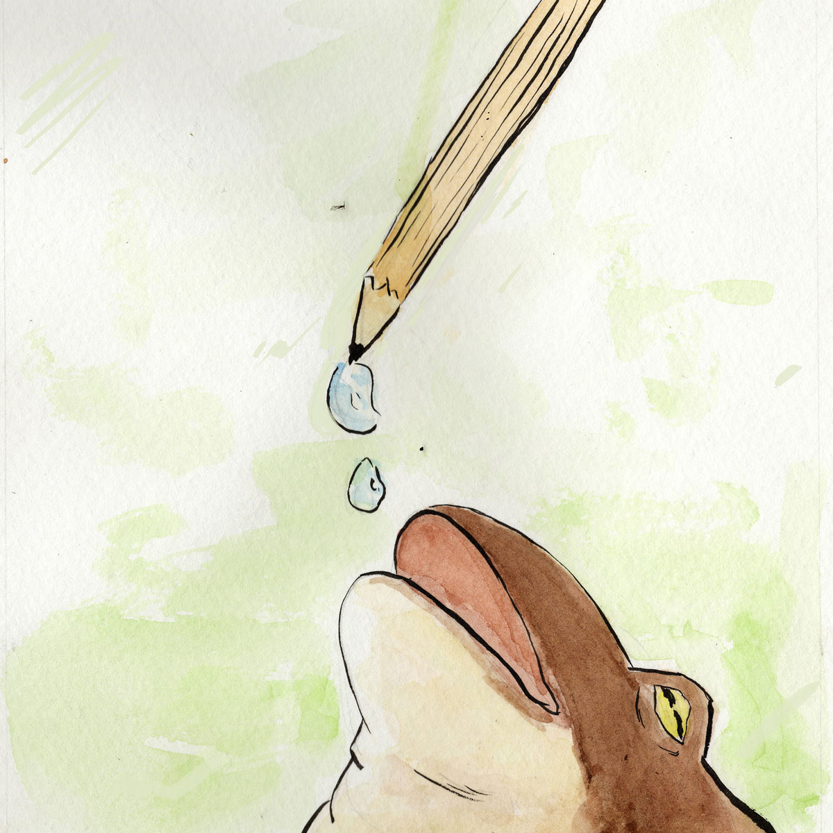 Toad drinking water droplets