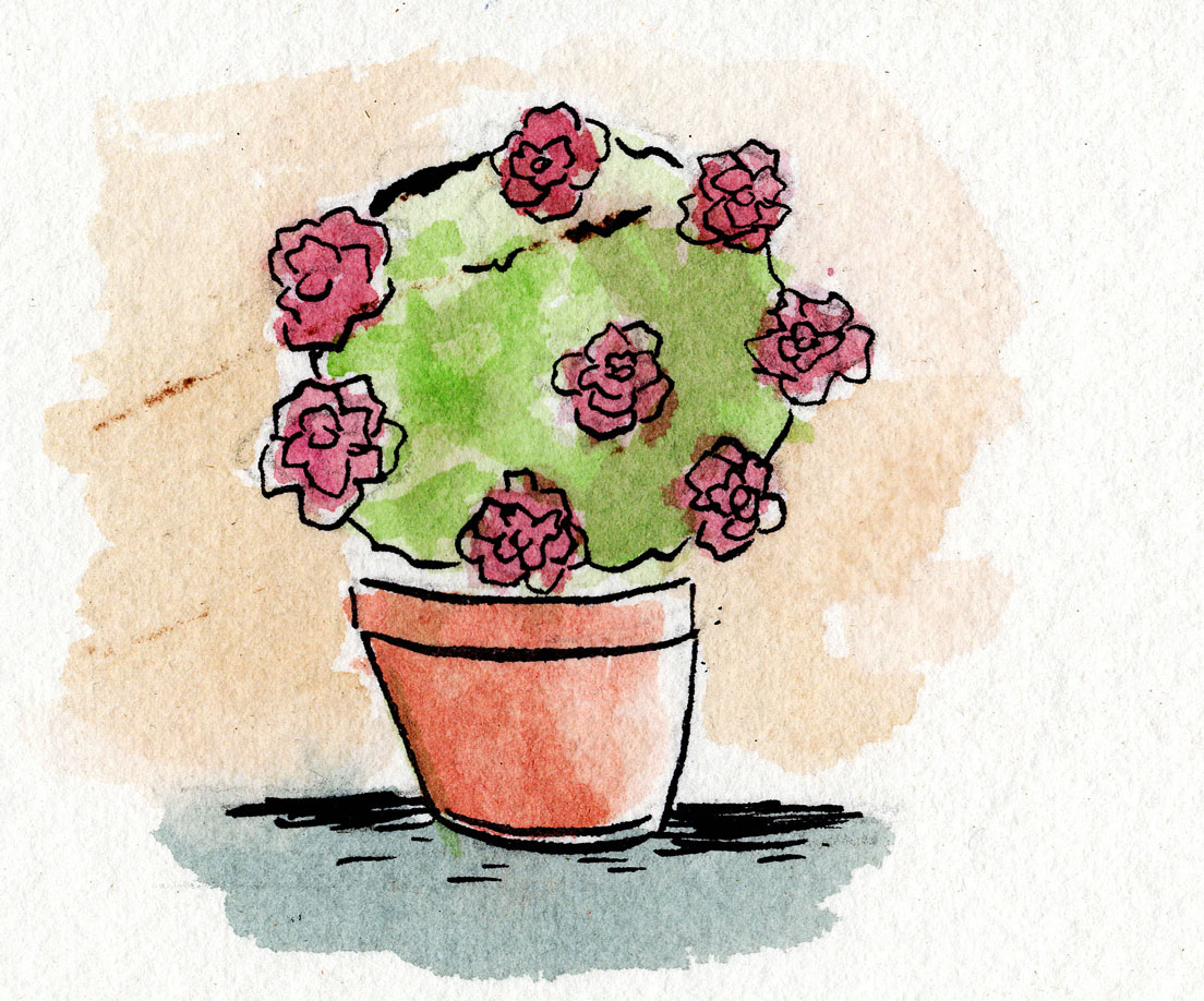 Pot of begonias